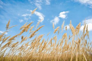 photo - Wheat