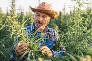 photo - Farmer in a cannabis field