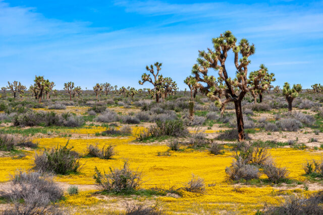 photo - Joshua Trees and Yellow Wildflowers in the Mojave Desert