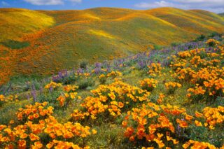 photo - Golden Poppies Covering Hills