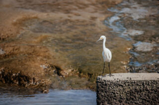 photo - Great Egret at the Shoreline