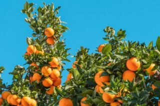 oranges-santa-barbara-crop