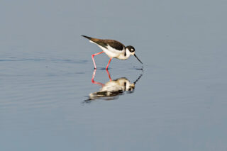 photo - shorebird