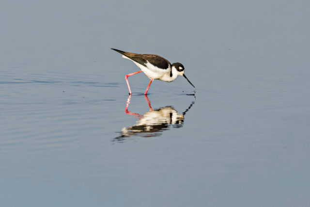 photo - shorebird
