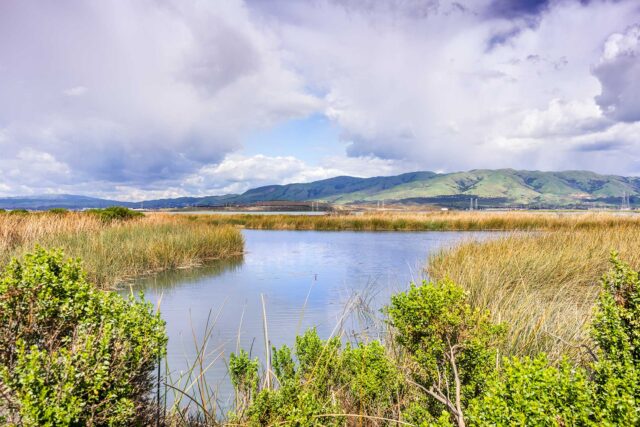 photo - Wetlands on a Stormy Day