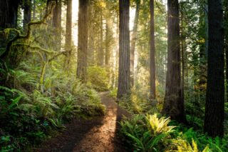 photo - Sunrise in Redwood National Park
