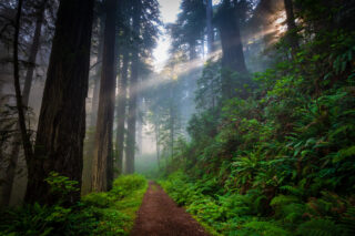 photo - Path through Redwood Forest