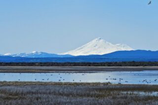photo - Lower Klamath National Wildlife Refuge with Mt. Shasta in the Distance