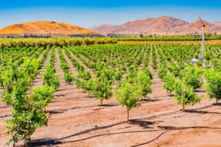 photo - Orange Orchard in the San Joaquin Valley, California
