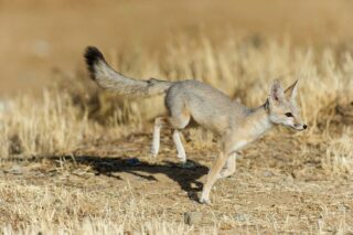 photo - A San Joaquin Kit Fox Running