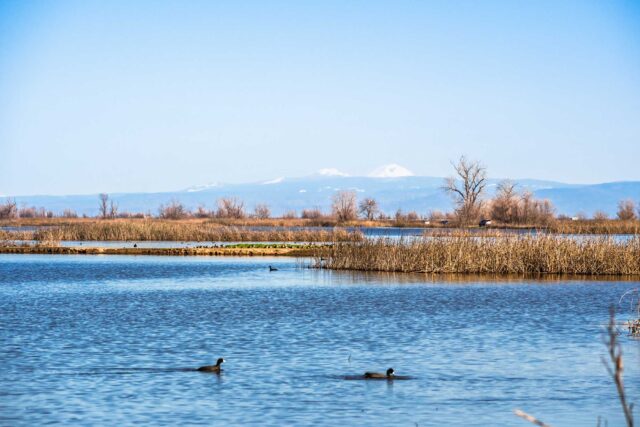 photo - Sacramento National Wildlife Refuge