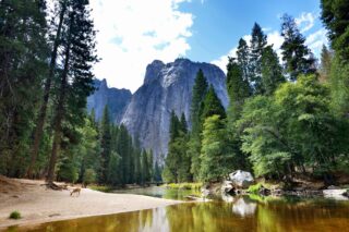 photo - Deer by River in Yosemite National Park