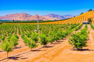 photo - Citrus Trees Growing in the San Joaquin Valley