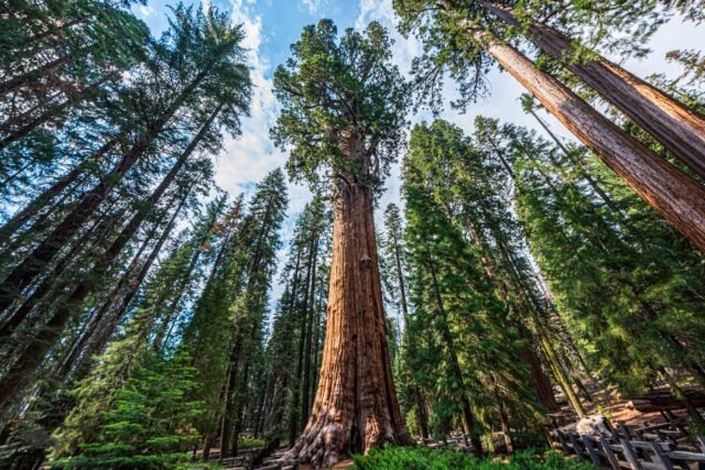 photo - General Sherman Tree in Sequioa National Park