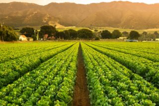 photo - Rows of Green Crops on Farm in the Salinas Valley, California