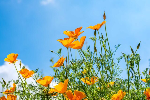 photo - California Poppies Against a Blue Sky