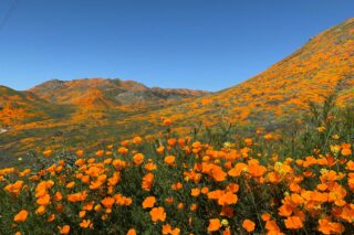 photo - California Poppies