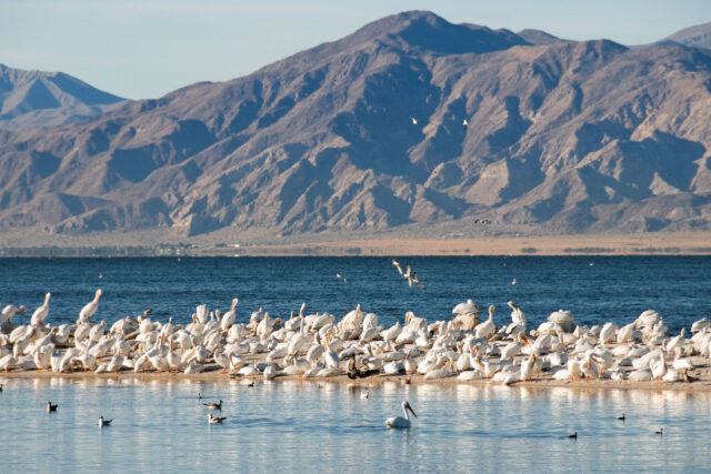 photo - White Pelicans on Sandbar in Salton Sea