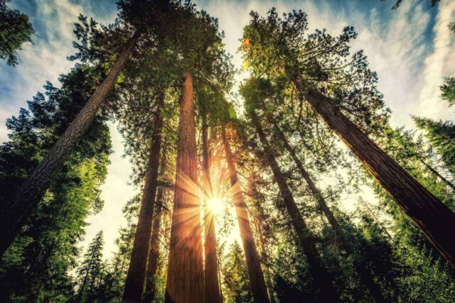 photo - Tall Forest of Sequoias in Yosemite National Park, California
