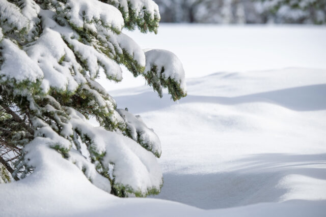 photo - Deep Snow in the Sierra Nevada Mountains of California