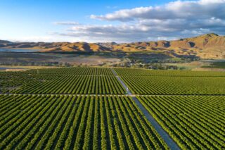 photo - Olive Ranch in Bakersfield, California