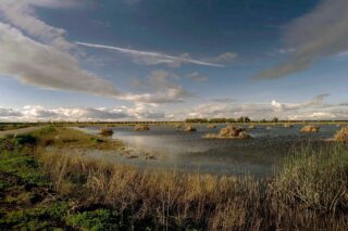 photo - Yolo Wetlands, pixel ca dwr
