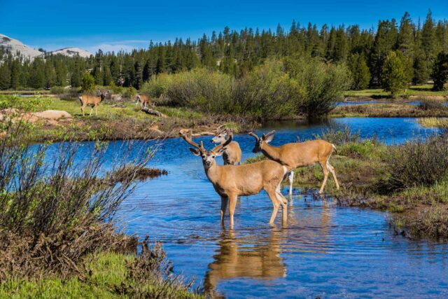 photo- Mule Deer Buck Wading Through Tuolumne Meadows