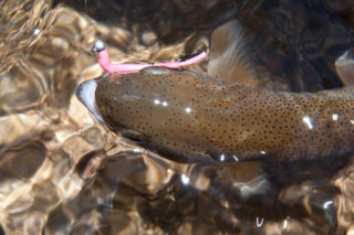 photo - Rainbow Trout Fishing on the Trabuco Creek in California