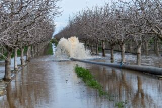 photo - Recharge Water Flows through Pipe into a Planted Field, pixel-ca-dwr-2023_03_13_AI_0280_Groundwater_Recharge