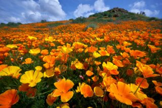 photo - Poppy Superbloom near Lake Elsinore in Southern California
