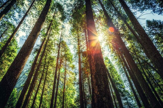 photo - Sunlight through Tall Trees in Yosemite National Park
