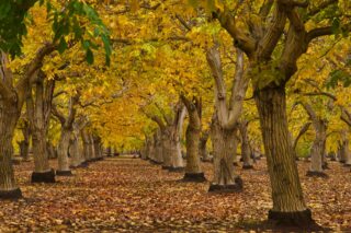 photo - Walnut Orchard