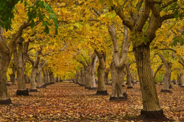 photo - Walnut Orchard