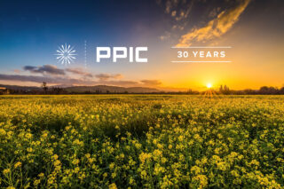 photo - California field of flowers at sunset