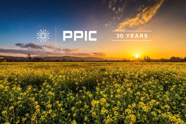 photo - California field of flowers at sunset