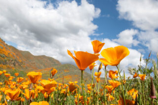 photo - orange poppies during California superbloom