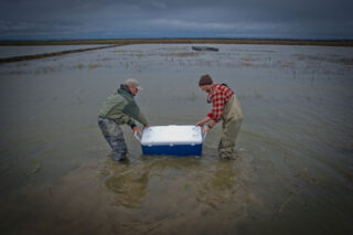 photo - Fish Release into a Rice Field in the Yolo Bypass, pixel-ca-dwr-RC_knaggs_ranch_salmon-23