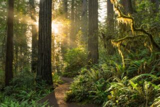 photo - Sunrise on Trail in Redwood National Forest
