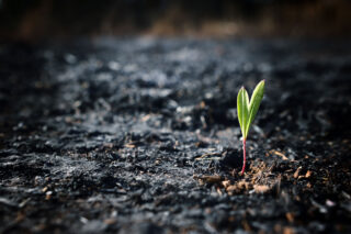 photo - Green Sprout Grows in Scorched Soil