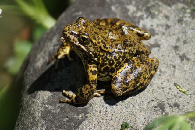 photo - Sierra Nevada Yellow Legged Frog by Rick Kuyper, USFWS