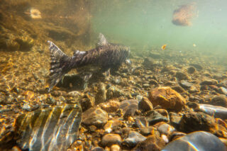 photo - underwater view of salmon fall run