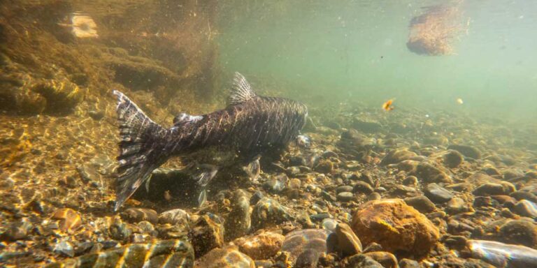 photo - Salmon fall run, underwater view