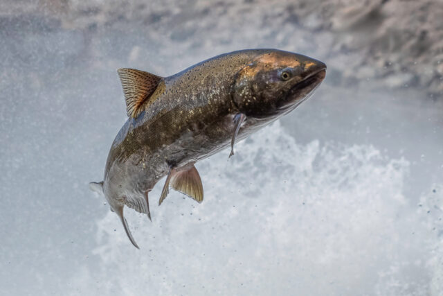 photo - Salmon pops out of river in California