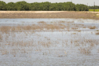 photo - Water Diverted onto Land for Groundwater Recharge in Fresno County, California-pixel-ca-dwr2024_05_13_XM_0901_Groundwater_Recharge