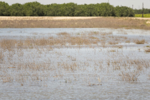 photo - Water Diverted onto Land for Groundwater Recharge in Fresno County, California-pixel-ca-dwr2024_05_13_XM_0901_Groundwater_Recharge