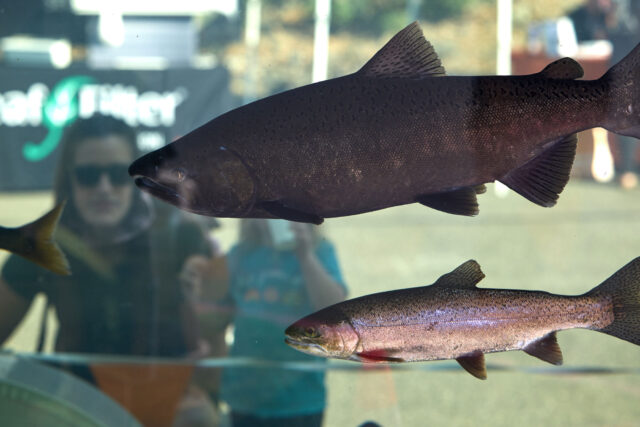 photo - Water Tank Containing Species Fish Found in the Feather River at the Feather River Fish Hatchery in California, -pixel-ca-dwr-2023_09_23_FG_0186_Oroville_Salmon_Festival