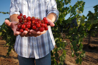photo - Vintner Holding Red Grapes