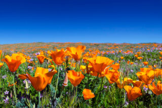 Wild california poppies under a blue sky in california