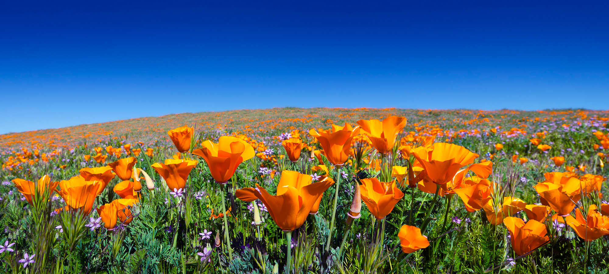 Image for Golden State Society