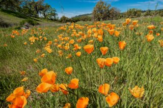 photo - California Poppy at Crane Creek Regional Park, Sonoma County, California